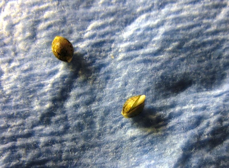 Nl seeds