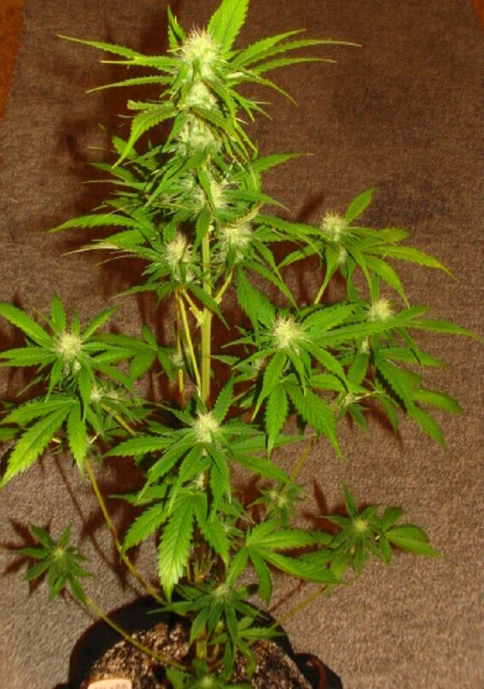 NL x BB Auto