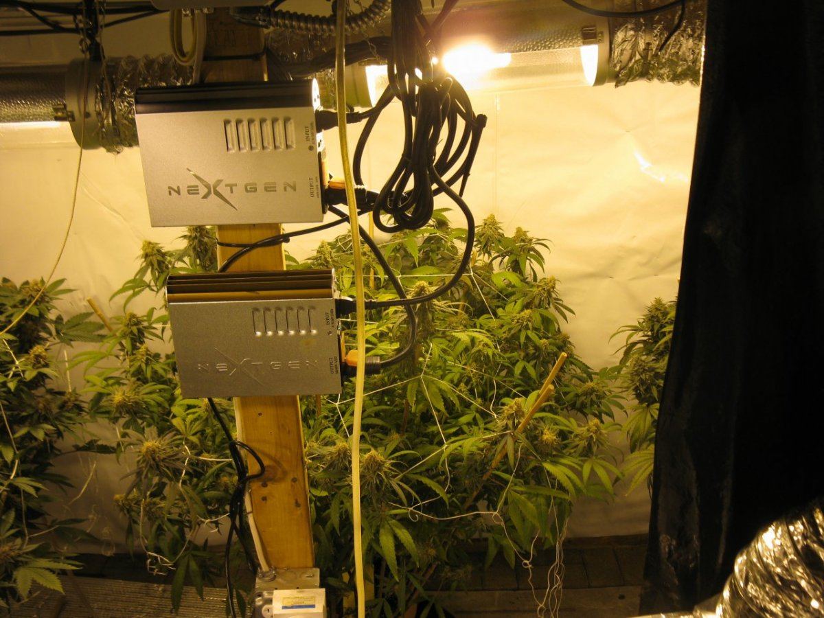 Nl5 x pck 006