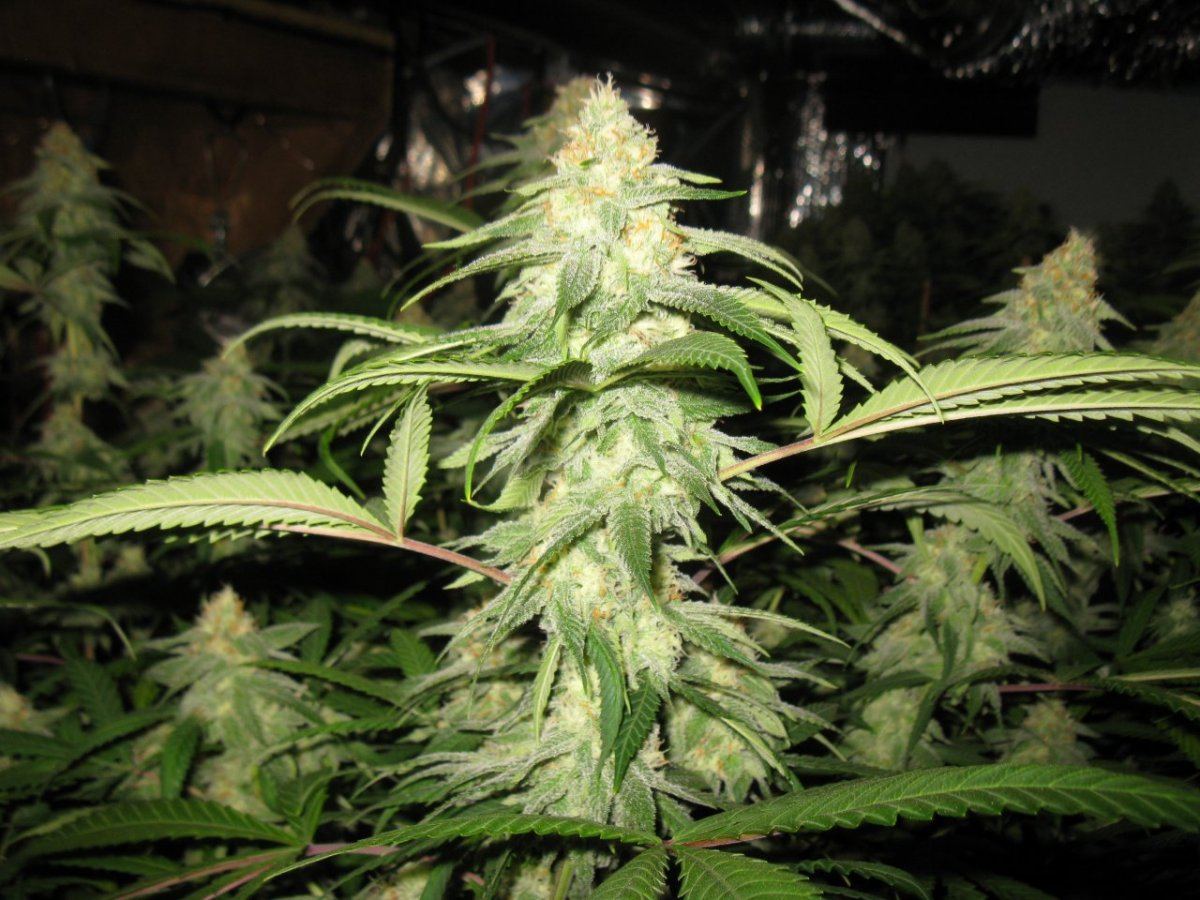 Nl5 x pck 012