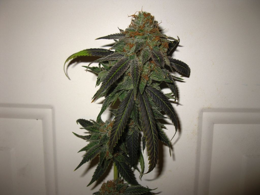 Nl5 x pck chop 006