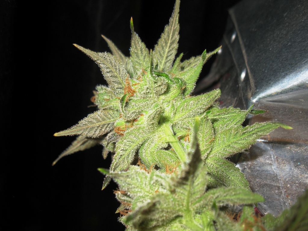 Nl5 x pck chop 013