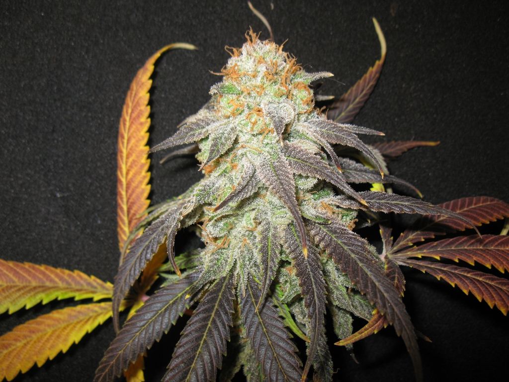 Nl5 x pck chop 017