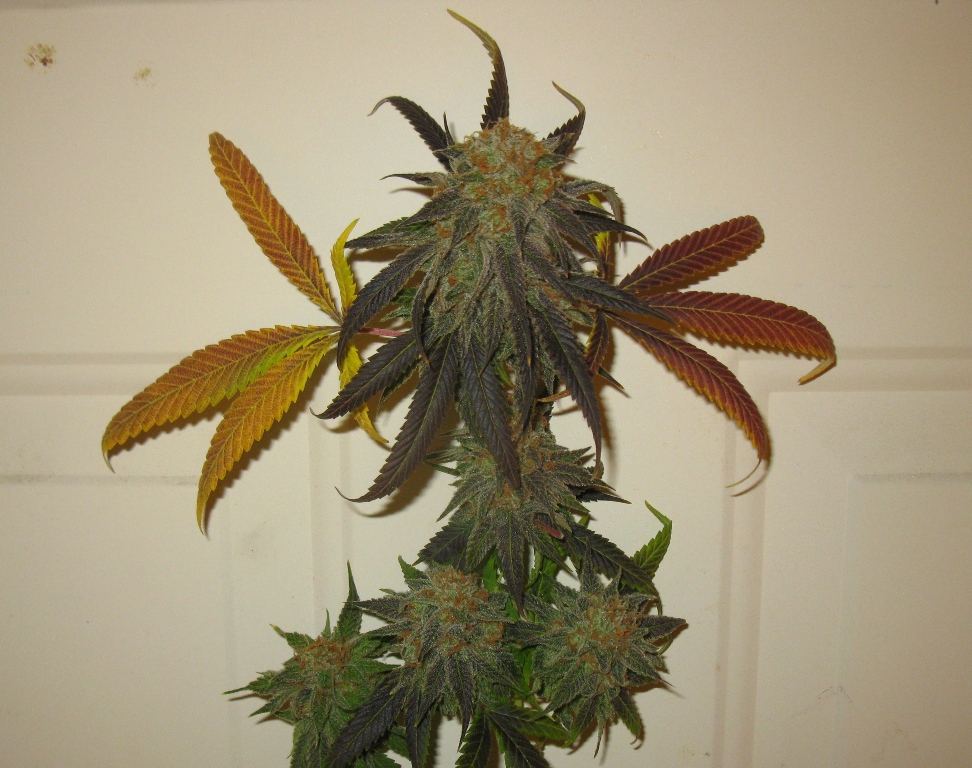 Nl5 x pck chop 028