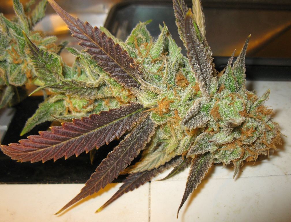 Nl5 x pck chop 035