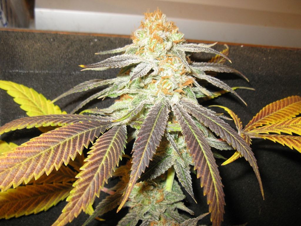 Nl5 x pck chop 046