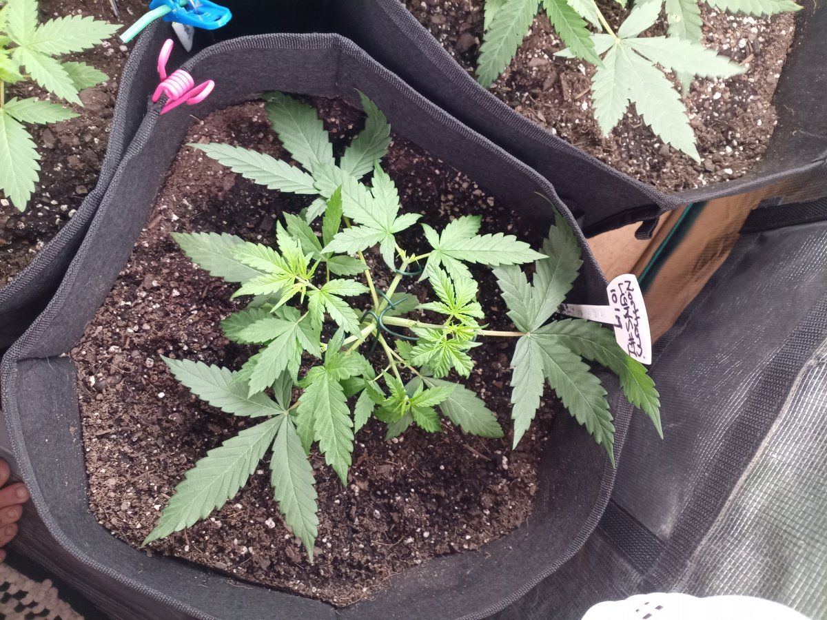 Nlights auto rqs day 21 2