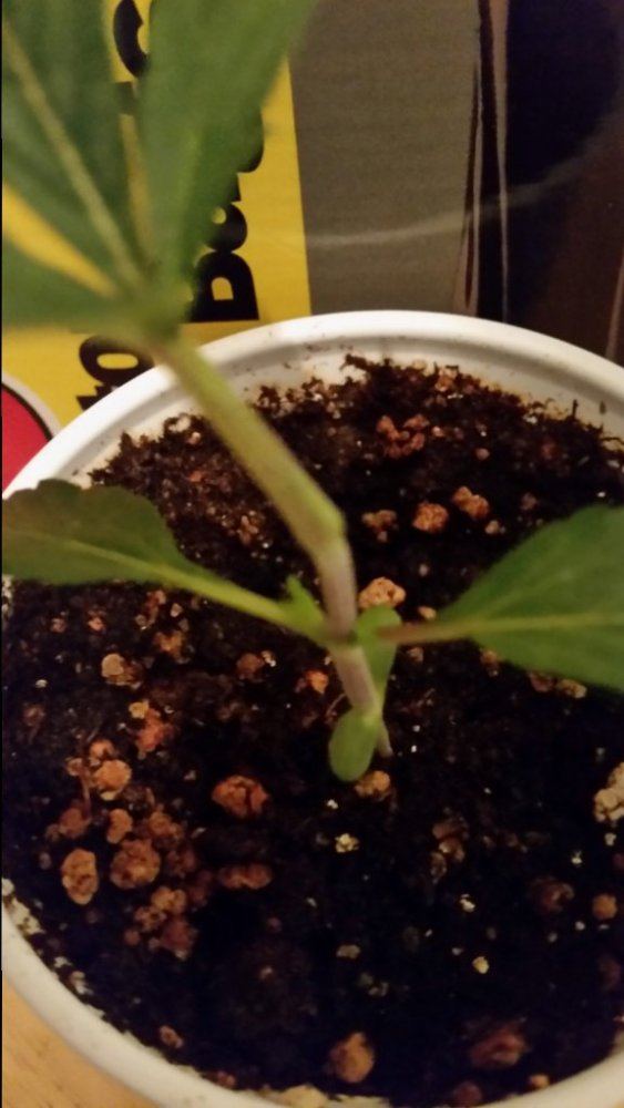 No name on this bean 3