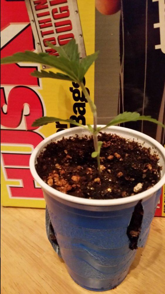 No name on this bean 4