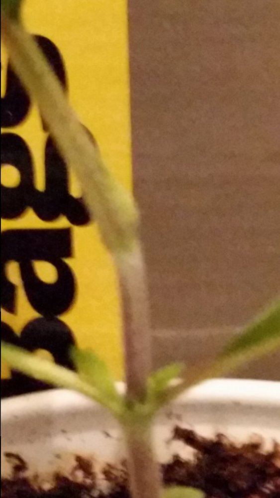 No name on this bean 5