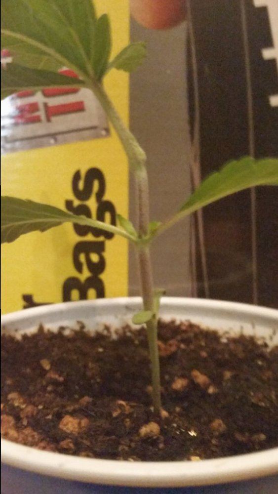 No name on this bean 6