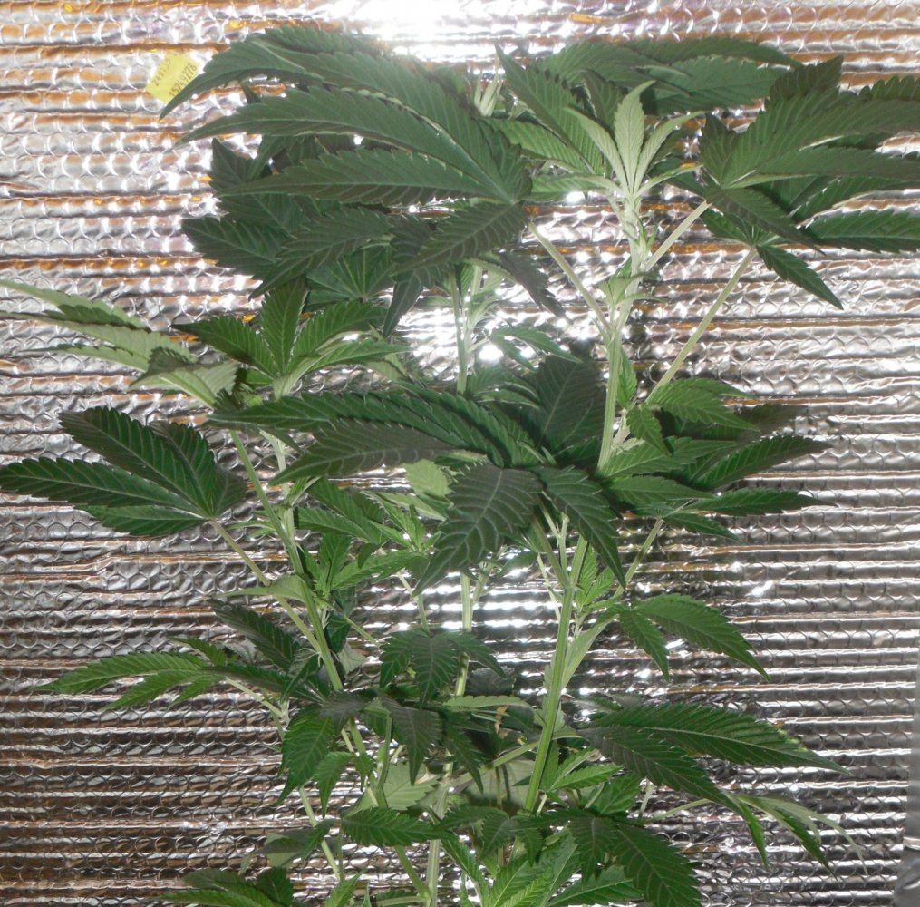 No purps