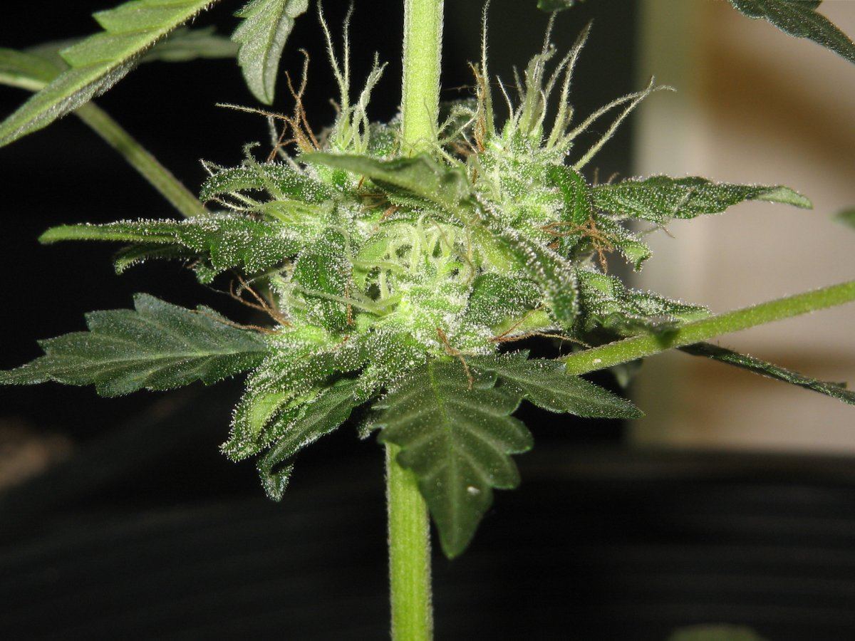 Node 2