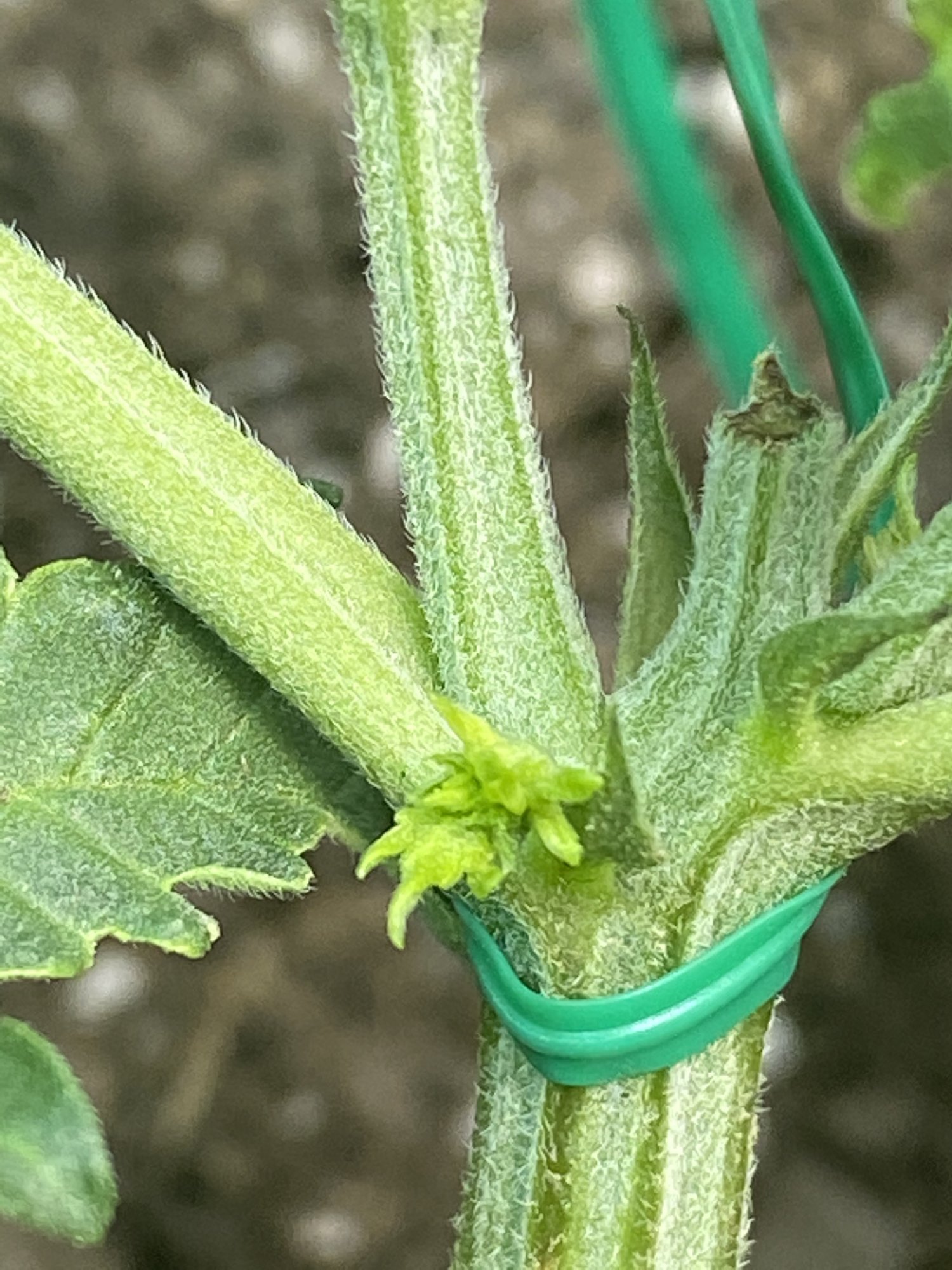 Node growing at sex site of plant