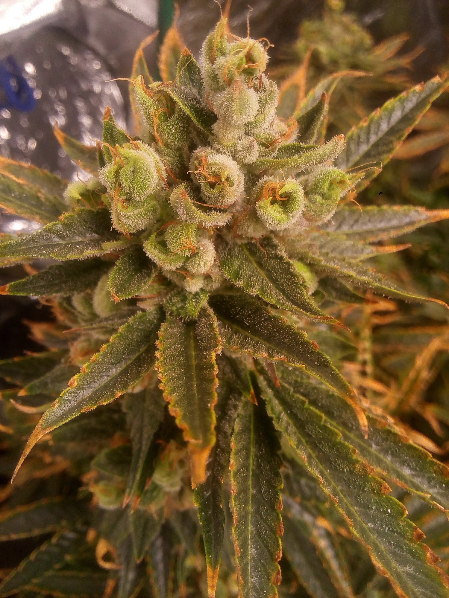 Nom2