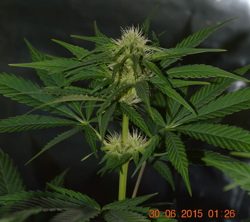 Nonhemp pheno
