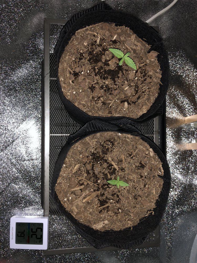 Noob on first grow thinks he stunted them 2