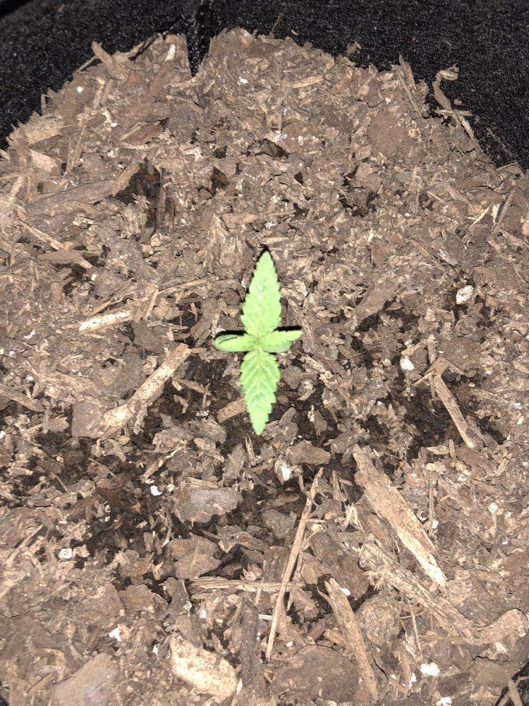 Noob on first grow thinks he stunted them 3