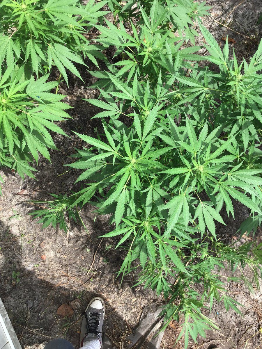 Noob reaching out i just need to simple it back down week 4 flower assistance outdoor in soil 