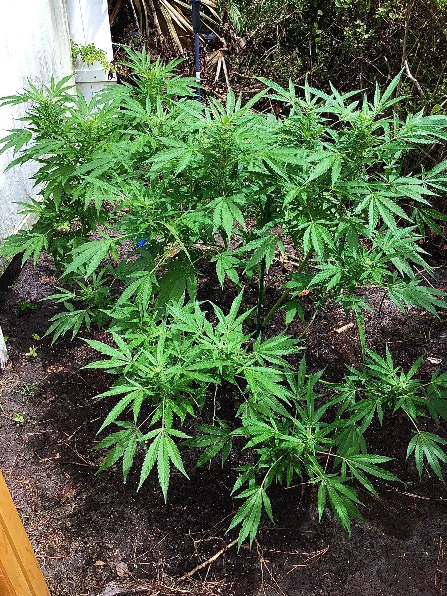 Noob reaching out i just need to simple it back down week 4 flower assistance outdoor in soil