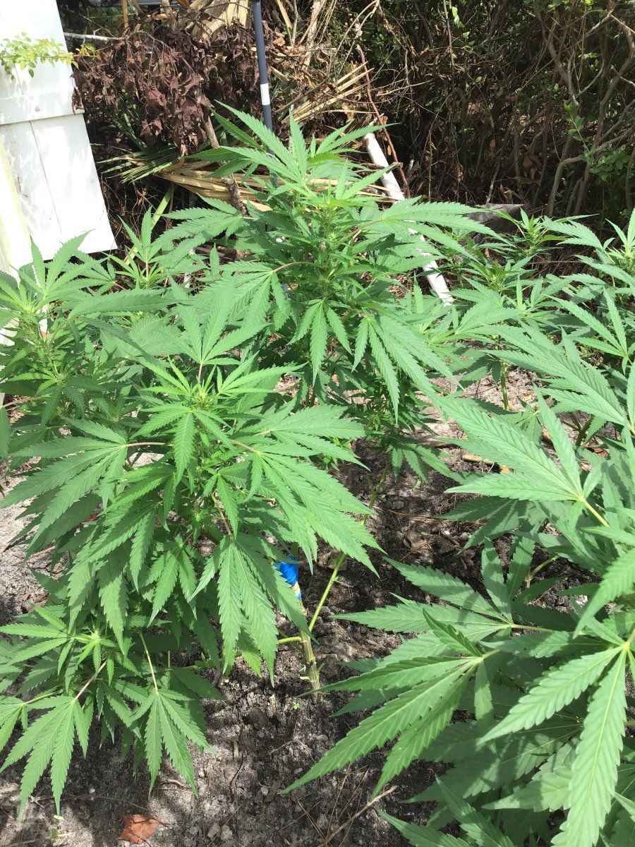 Noob reaching out i just need to simple it back down week 4 flower assistance outdoor in soil