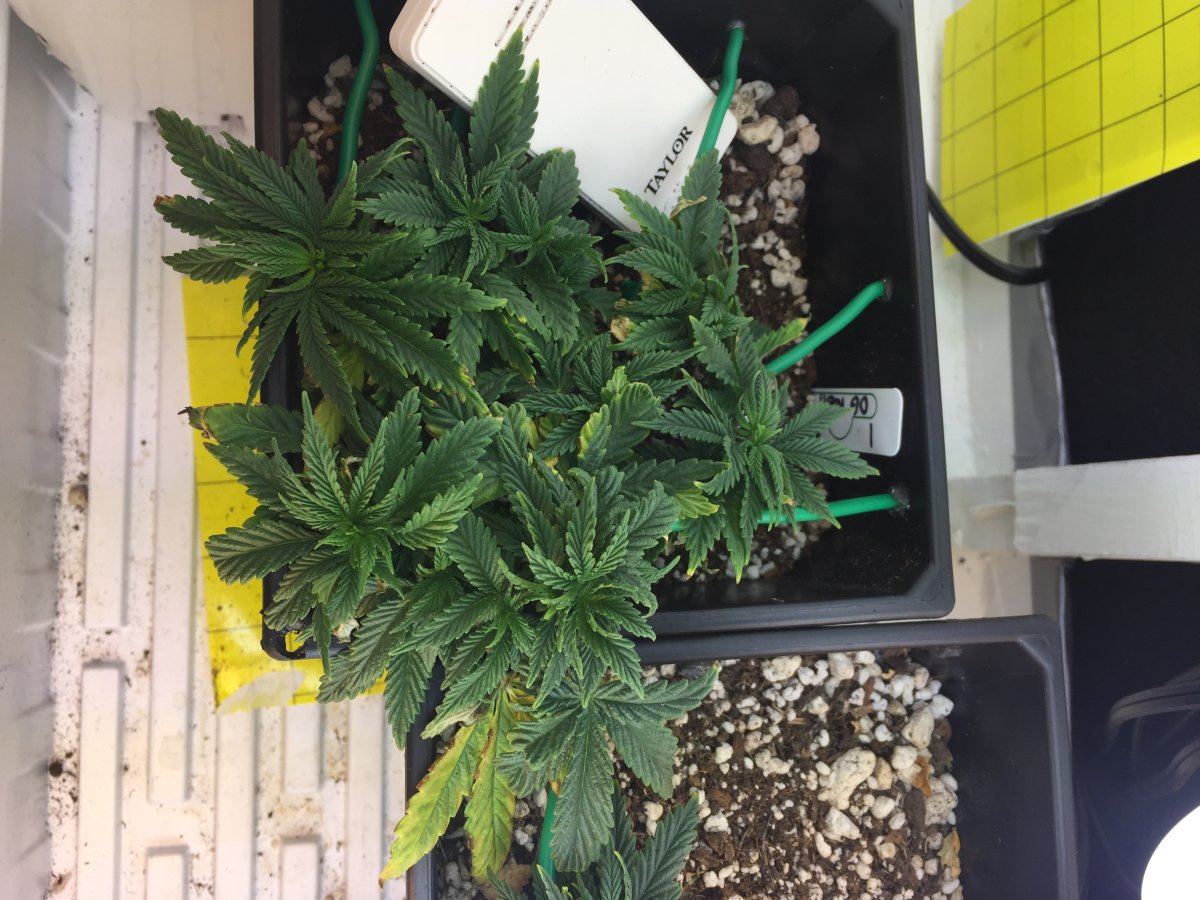 Noobie grower rough first grow   help me improve 6