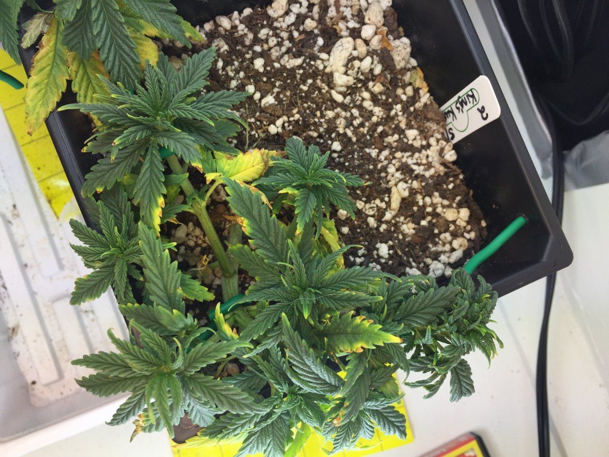 Noobie grower rough first grow   help me improve 8