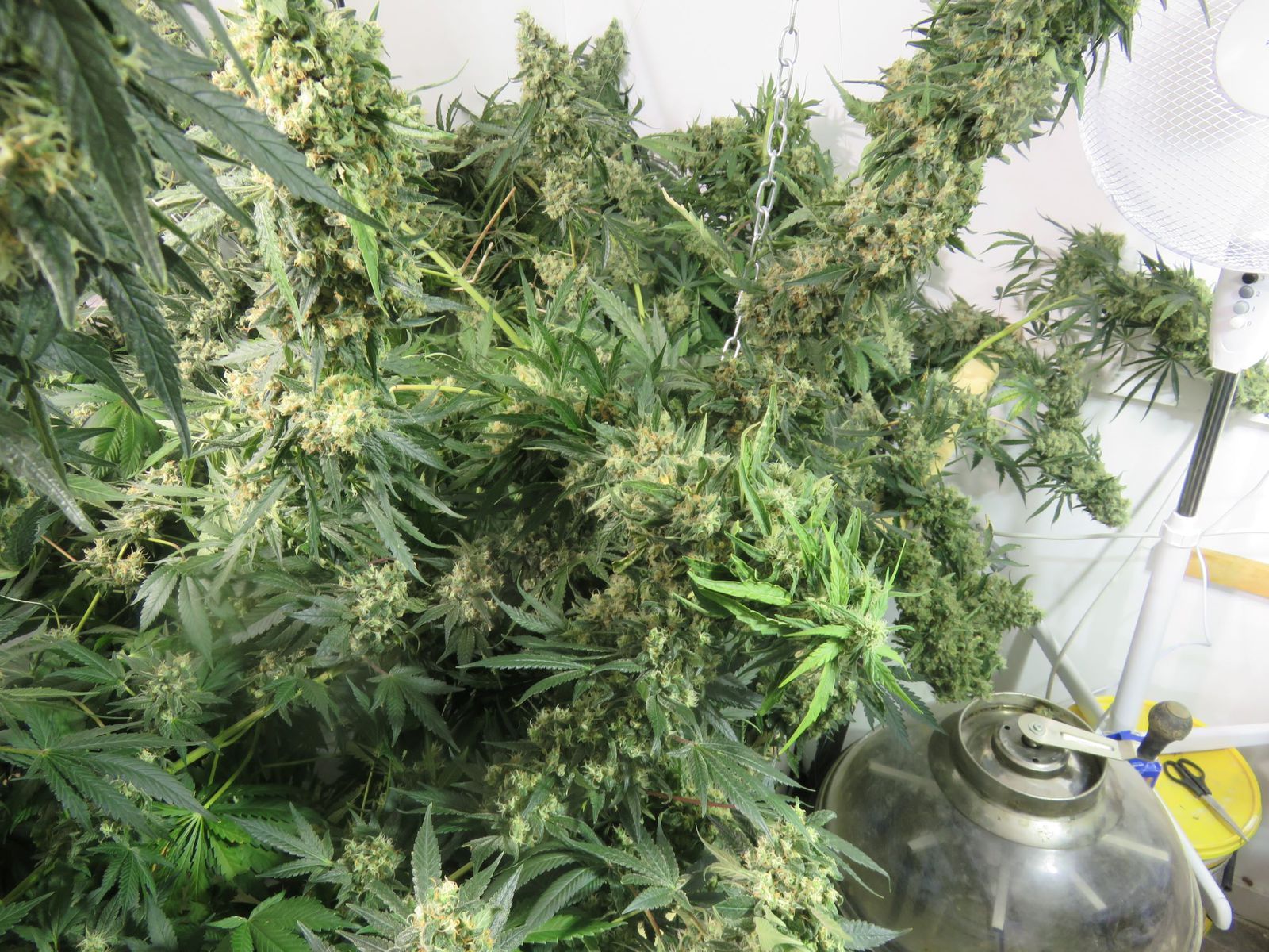 Nooooooo beeeeeeee 5