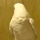 Nope Cockatoo