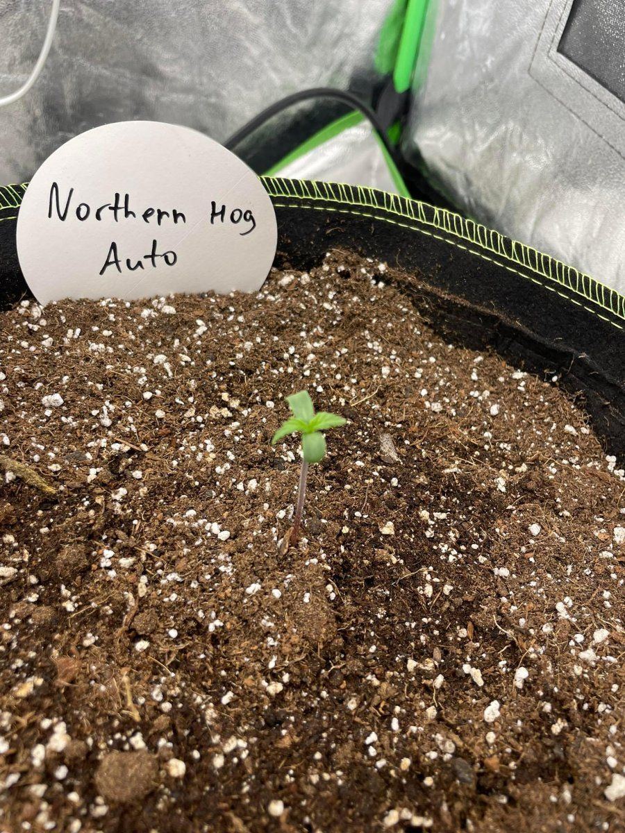 Normal plant height   10th day 3