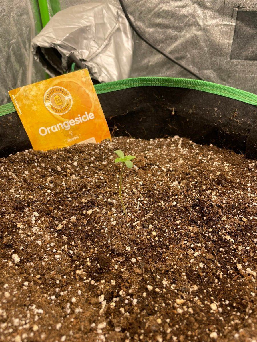 Normal plant height   10th day 4