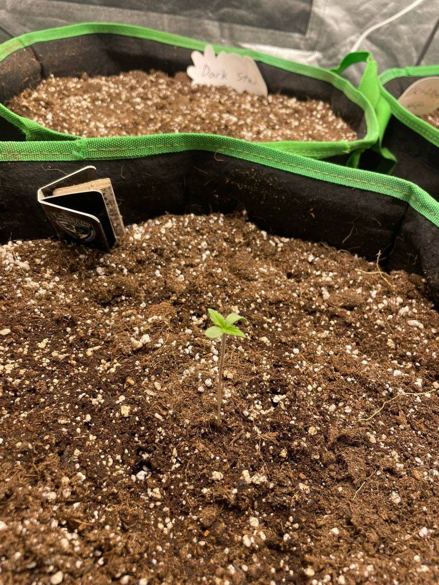 Normal plant height   10th day 5