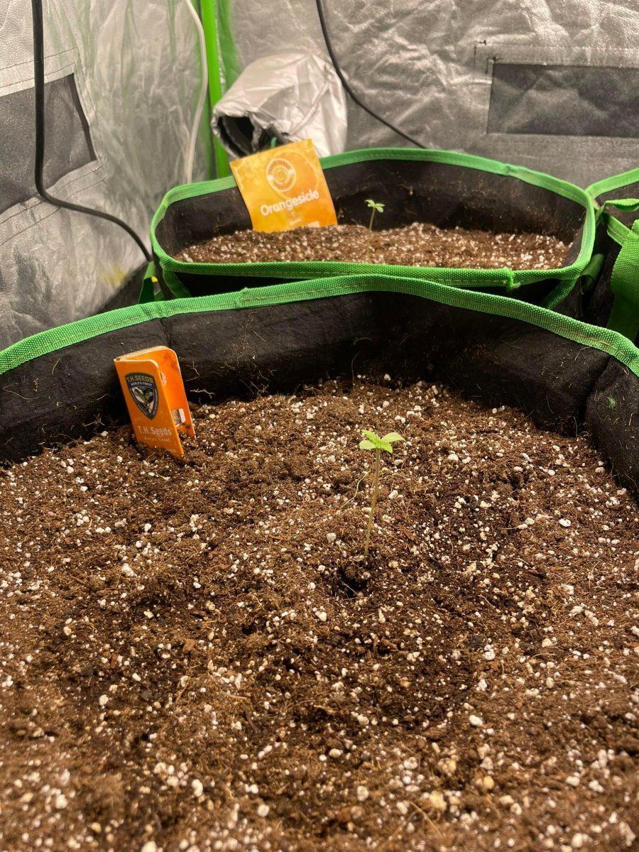 Normal plant height   10th day 6
