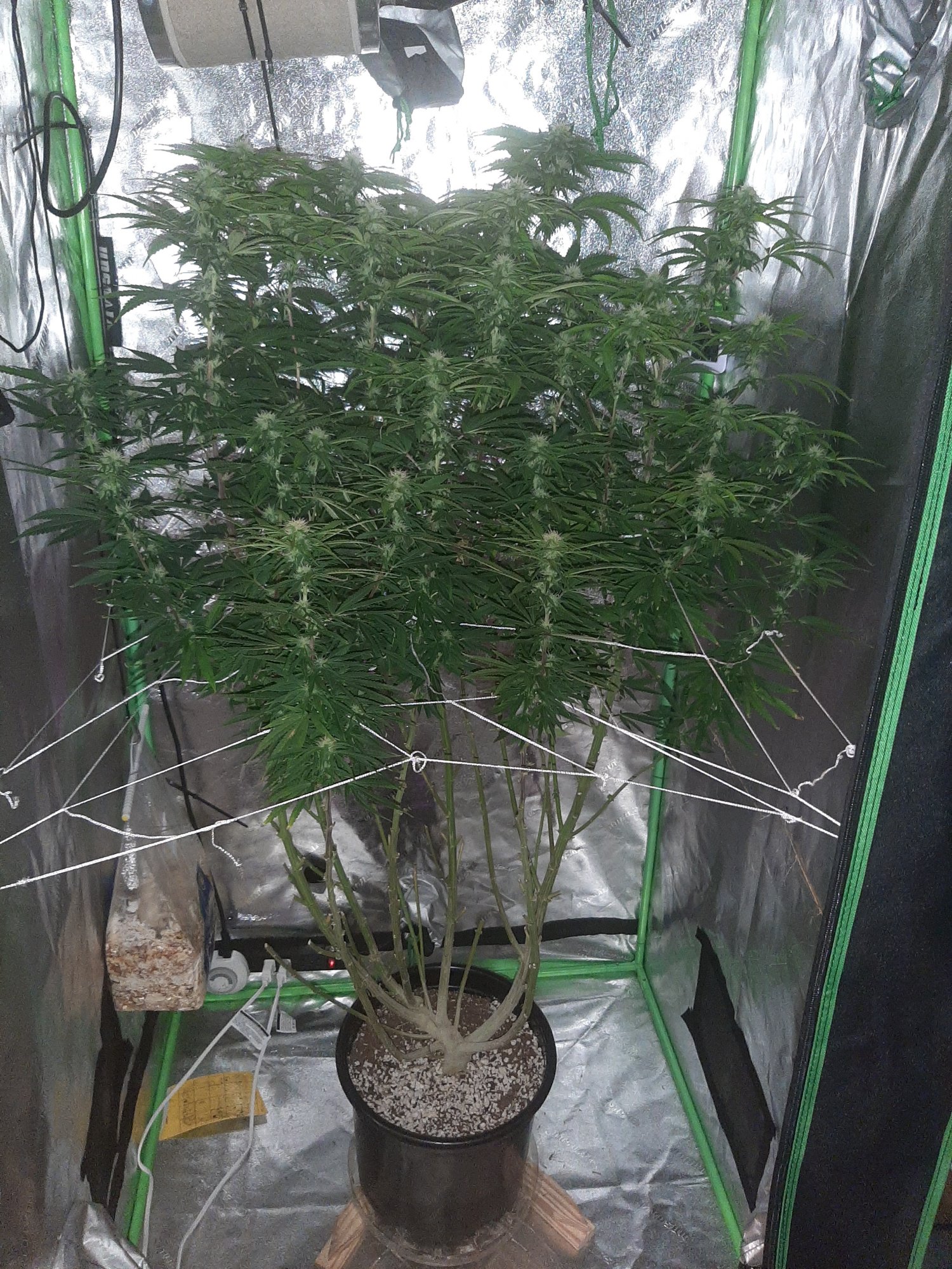 Northern lighta auto wayyy past due several questions 3