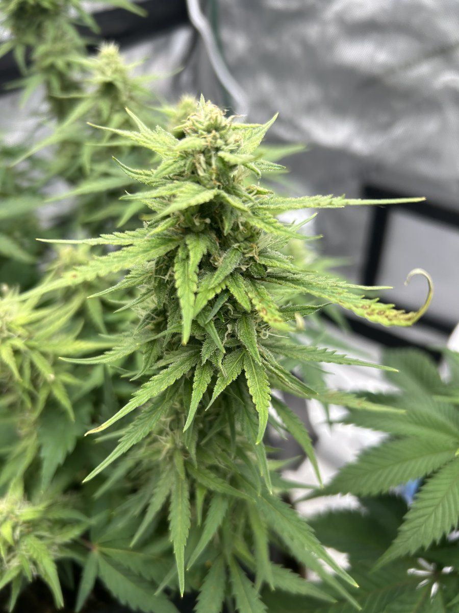 Northern lights auto brown spotting on fan leaves