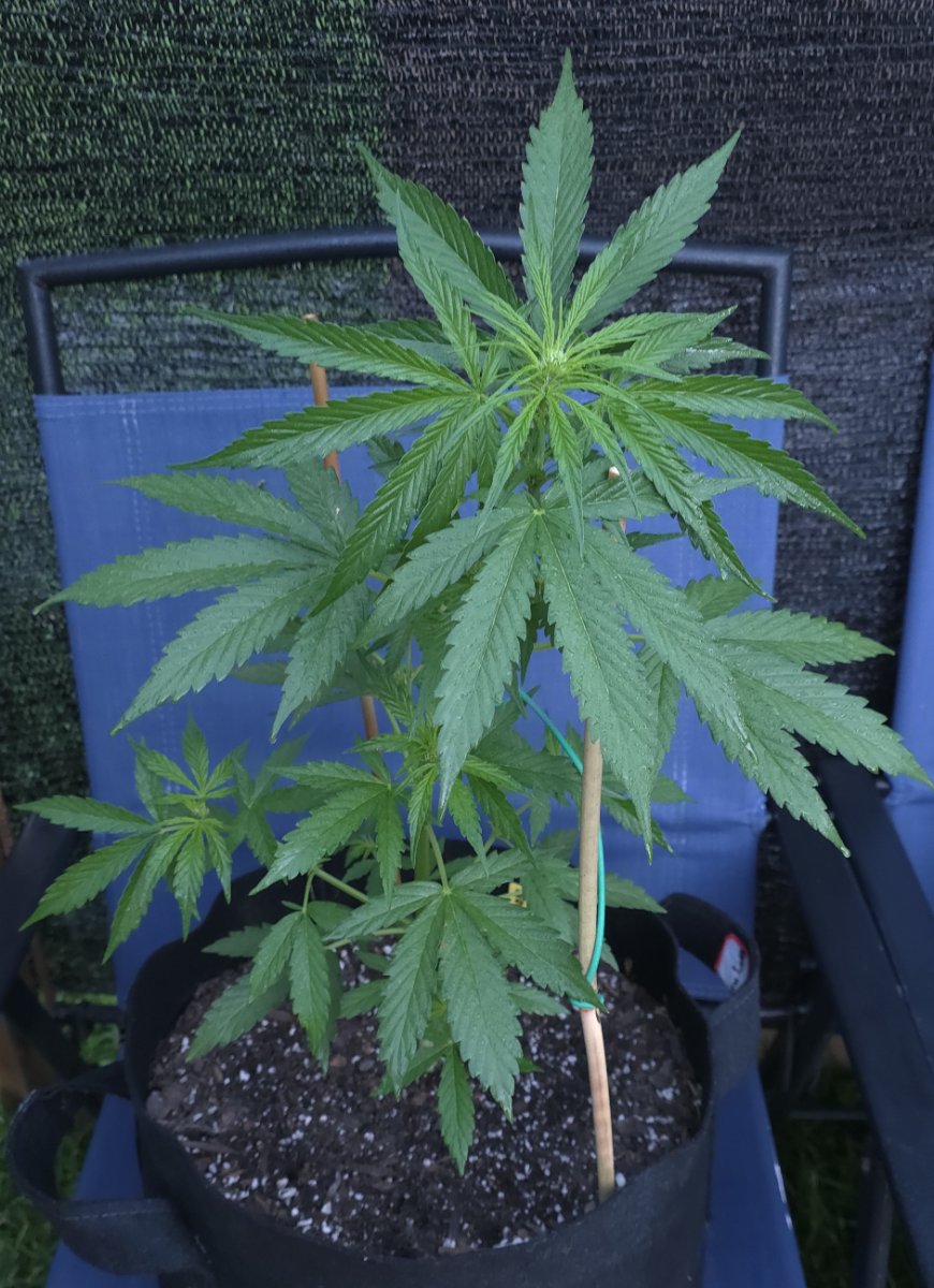 Northern lights auto
