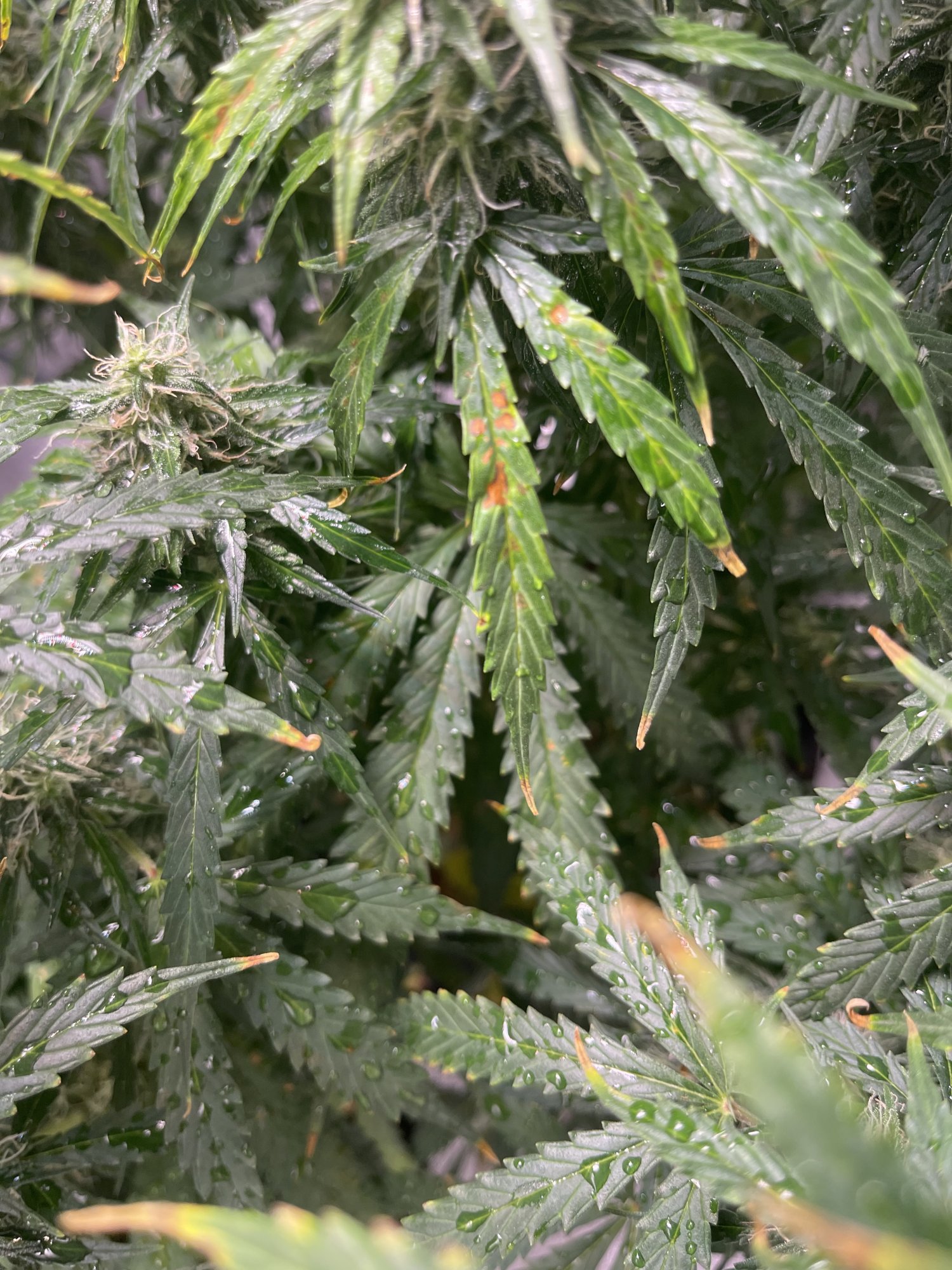 Northern lights autoflower brown spots and yellowing leaves help