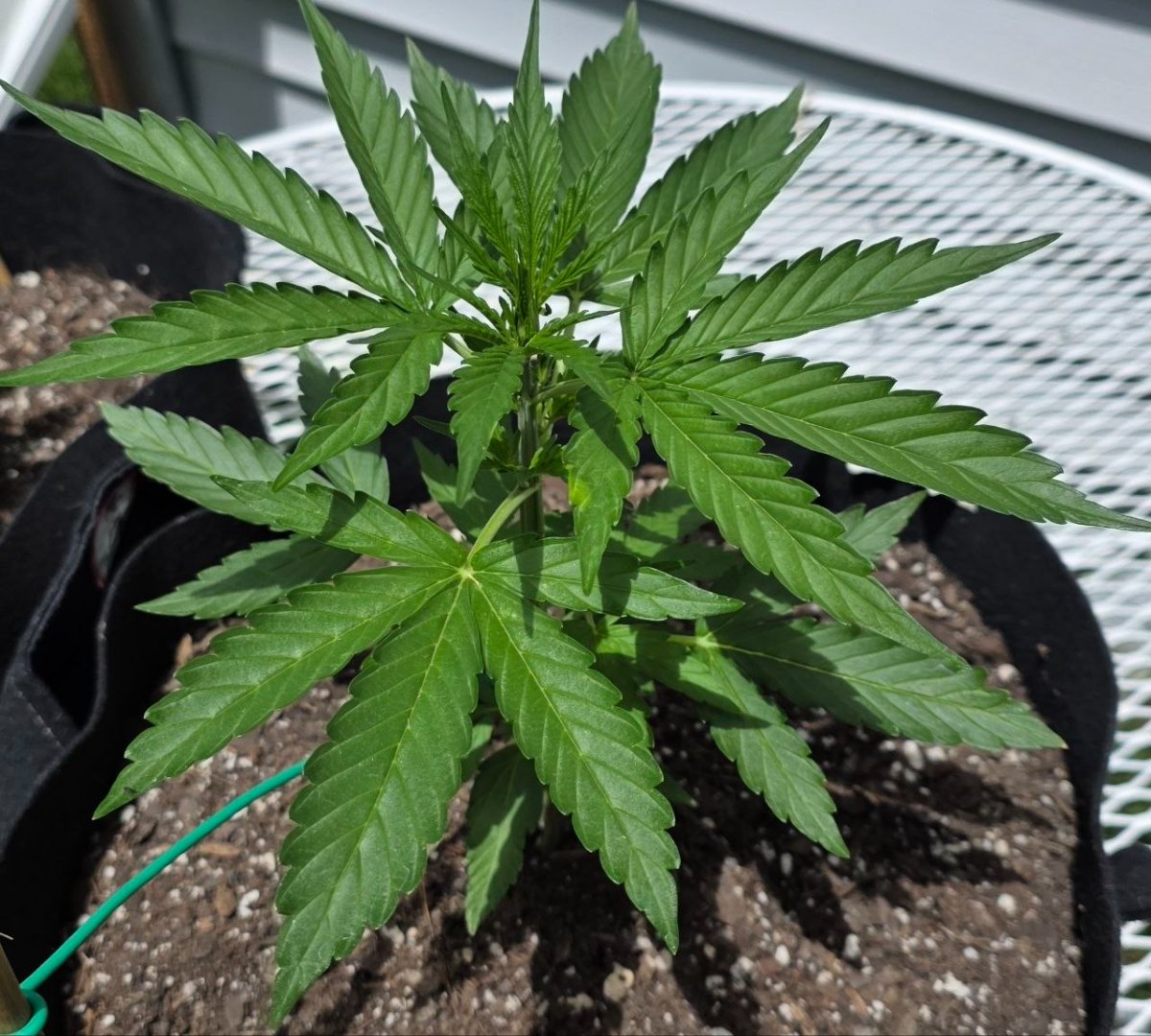 Northern lights