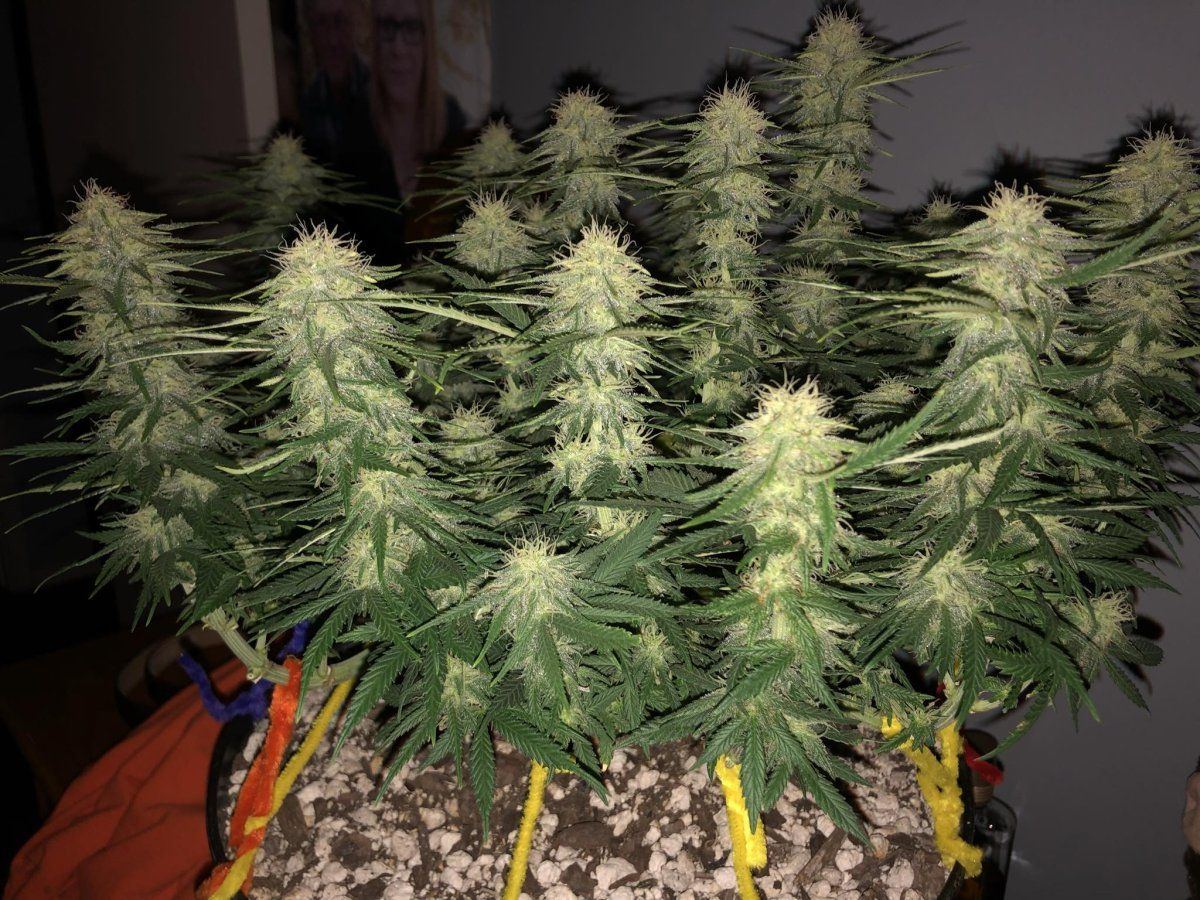 Northern lights x skunk start of 5 week flower 1st time grower very excited for end product 2
