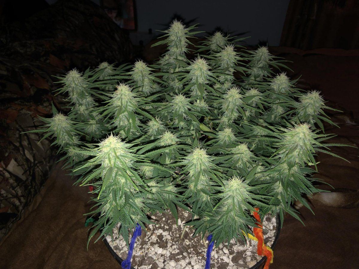 Northern lights x skunk start of 5 week flower 1st time grower very excited for end product 3