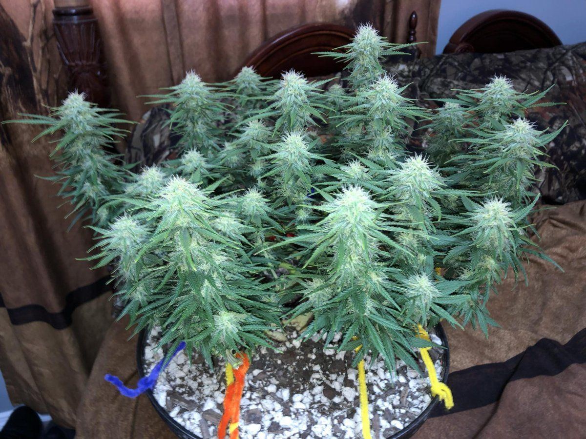 Northern lights x skunk start of 5 week flower 1st time grower very excited for end product