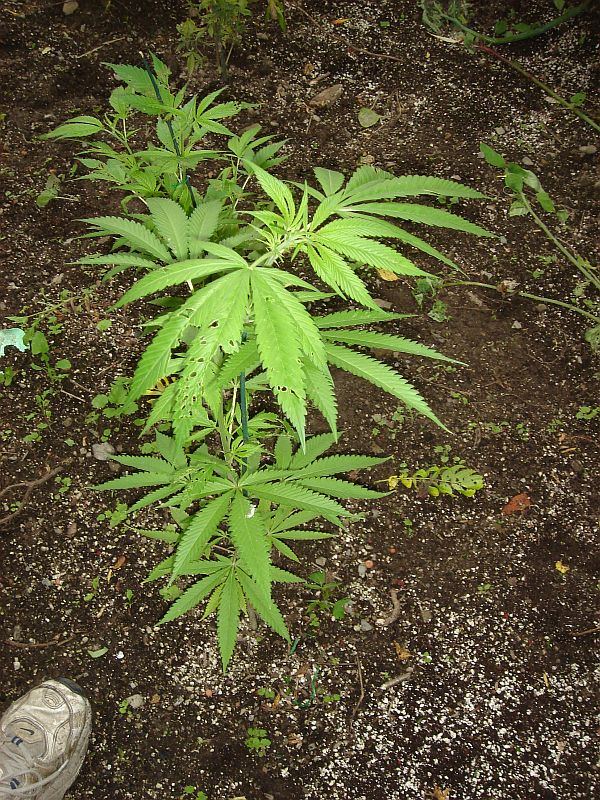 NORTHERN PEAKS 35