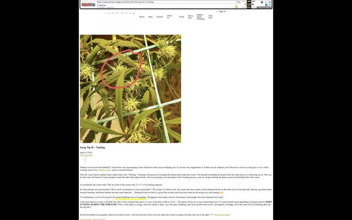 Northern Scrogger SCROG Tips