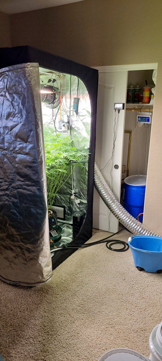 Not flipped in time   changing grow tent mid flower 8