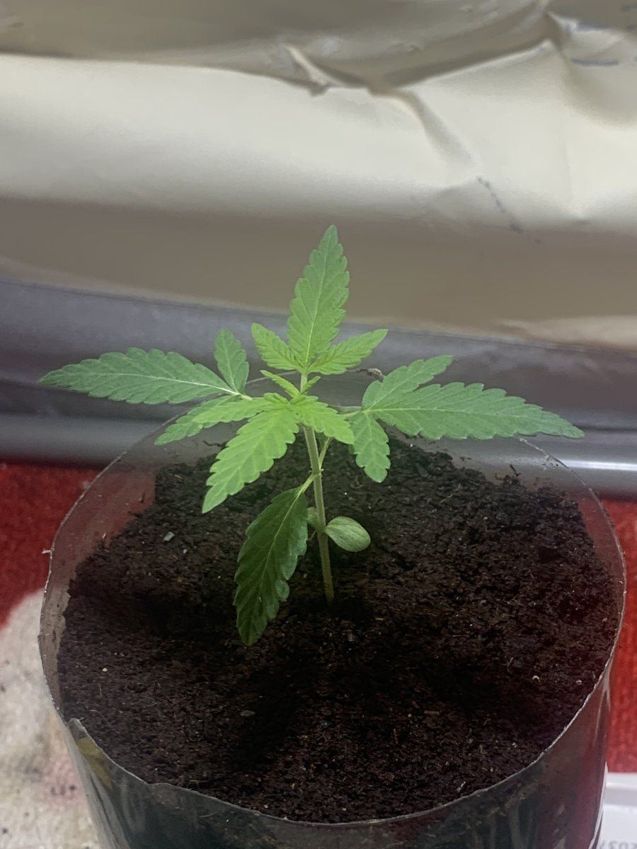 Not seen much growth in a week on my seedling 4