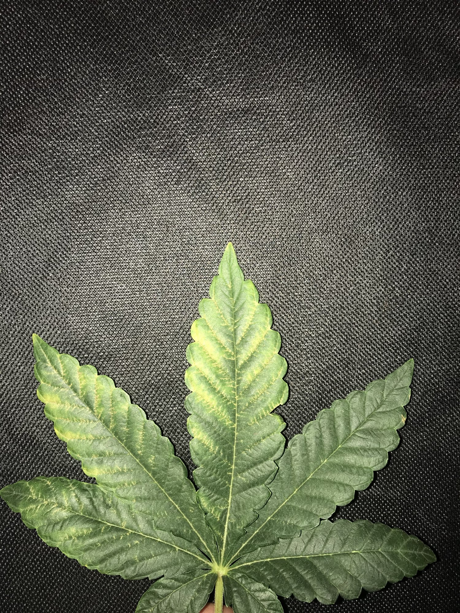 Not sure what deficiency this is