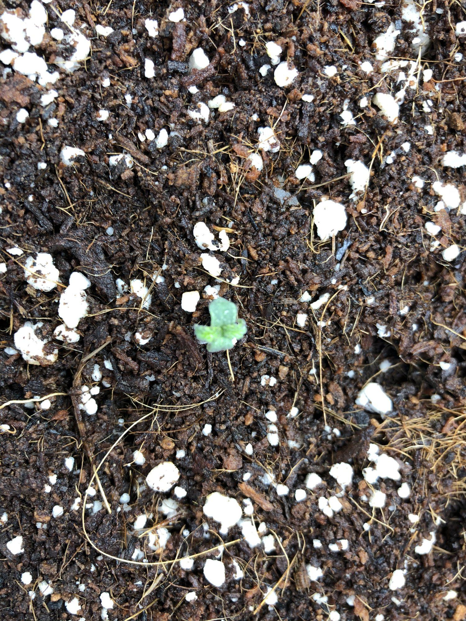 Not sure whats good with new seedling 2