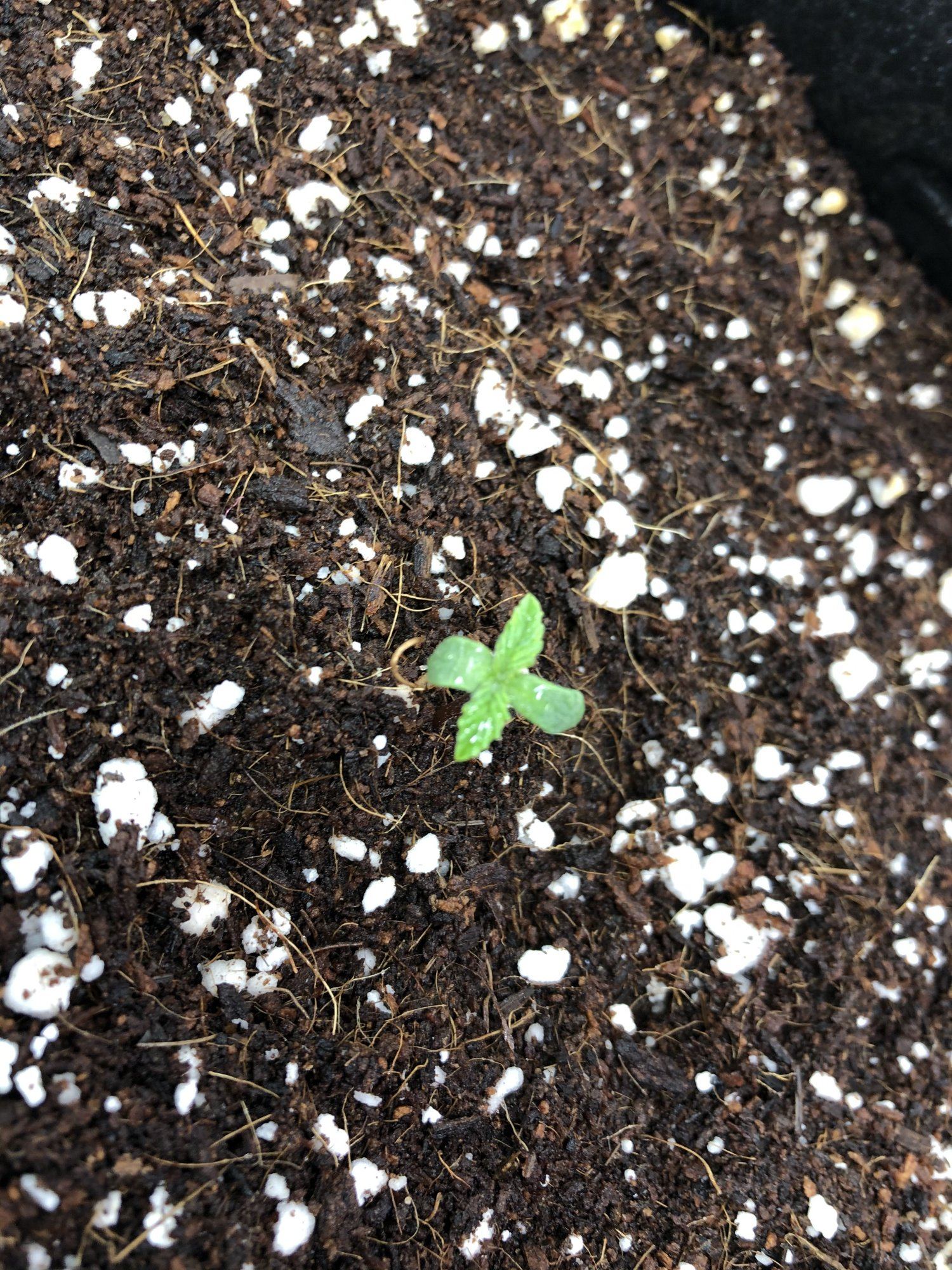Not sure whats good with new seedling 3