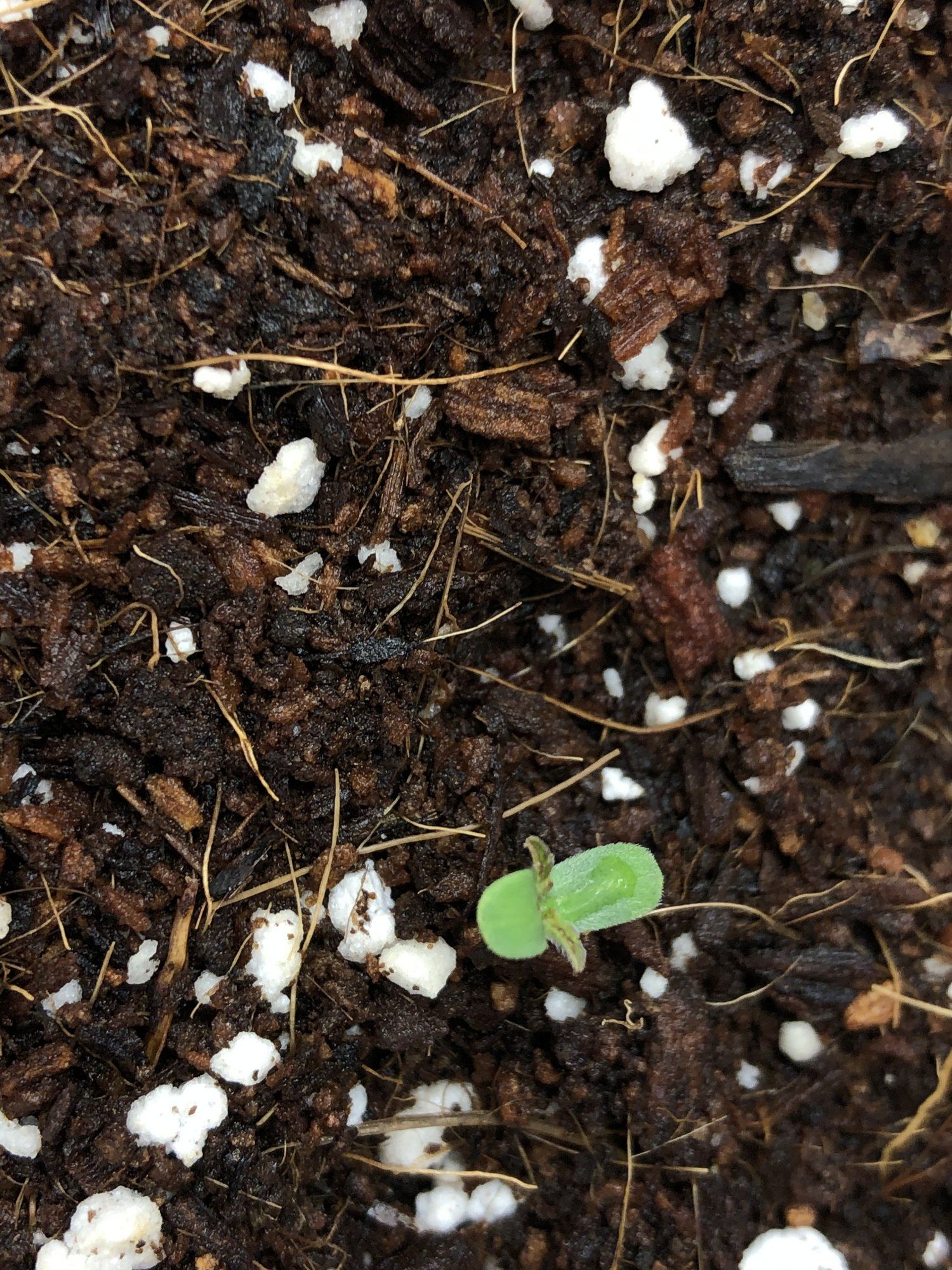 Not sure whats good with new seedling 4