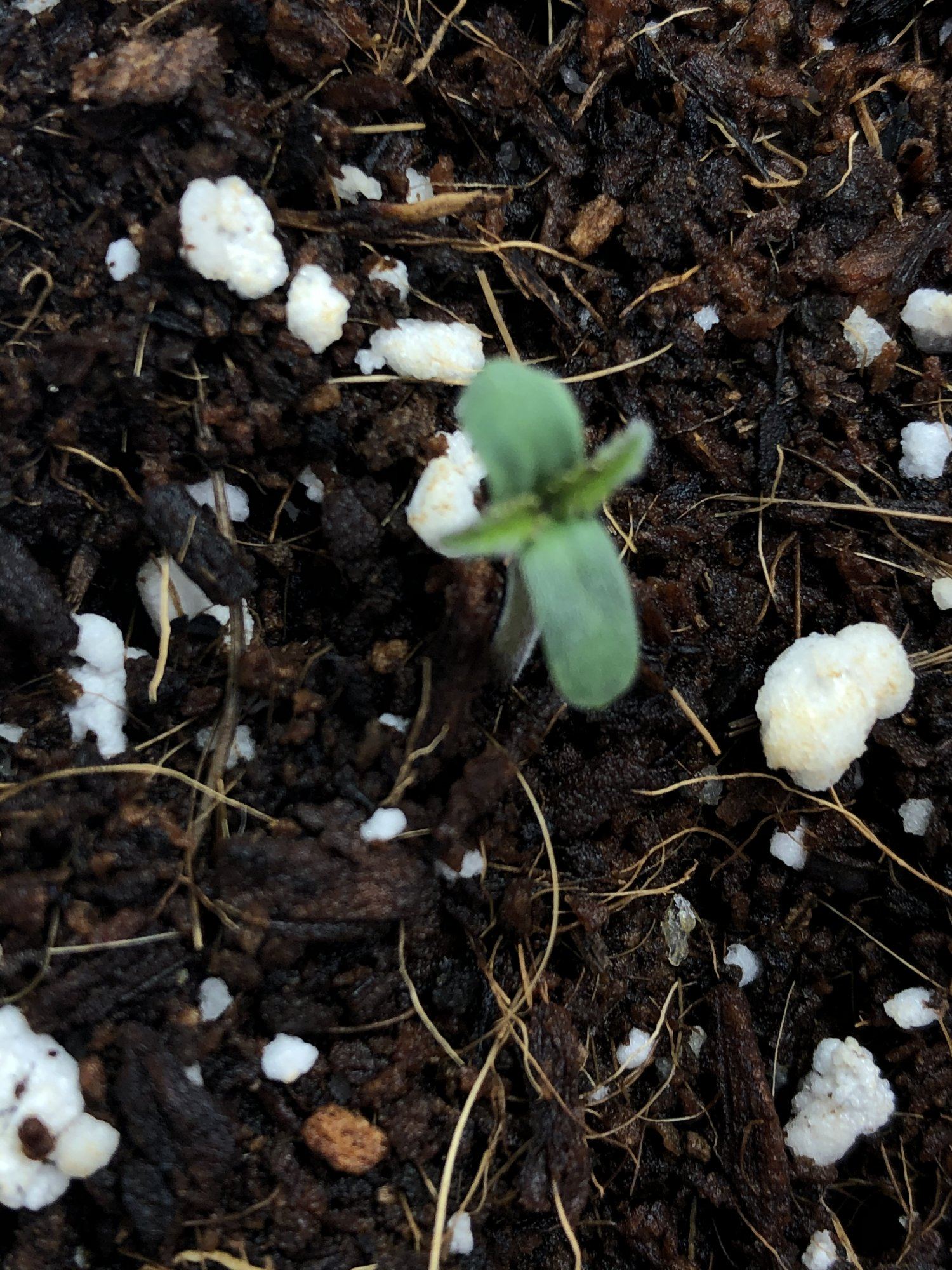 Not sure whats good with new seedling